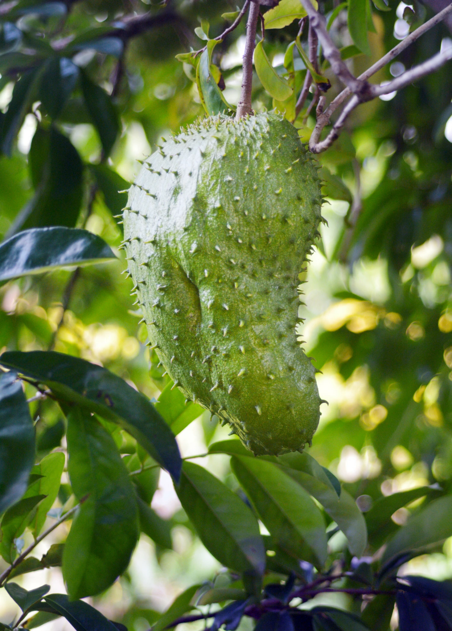 Sow Exotic Tropical Fruit & Spice Trees Soursop (Annona Muricata) 3 Sow Exotic Tropical Fruit & Spice Trees Soursop (Annona Muricata)