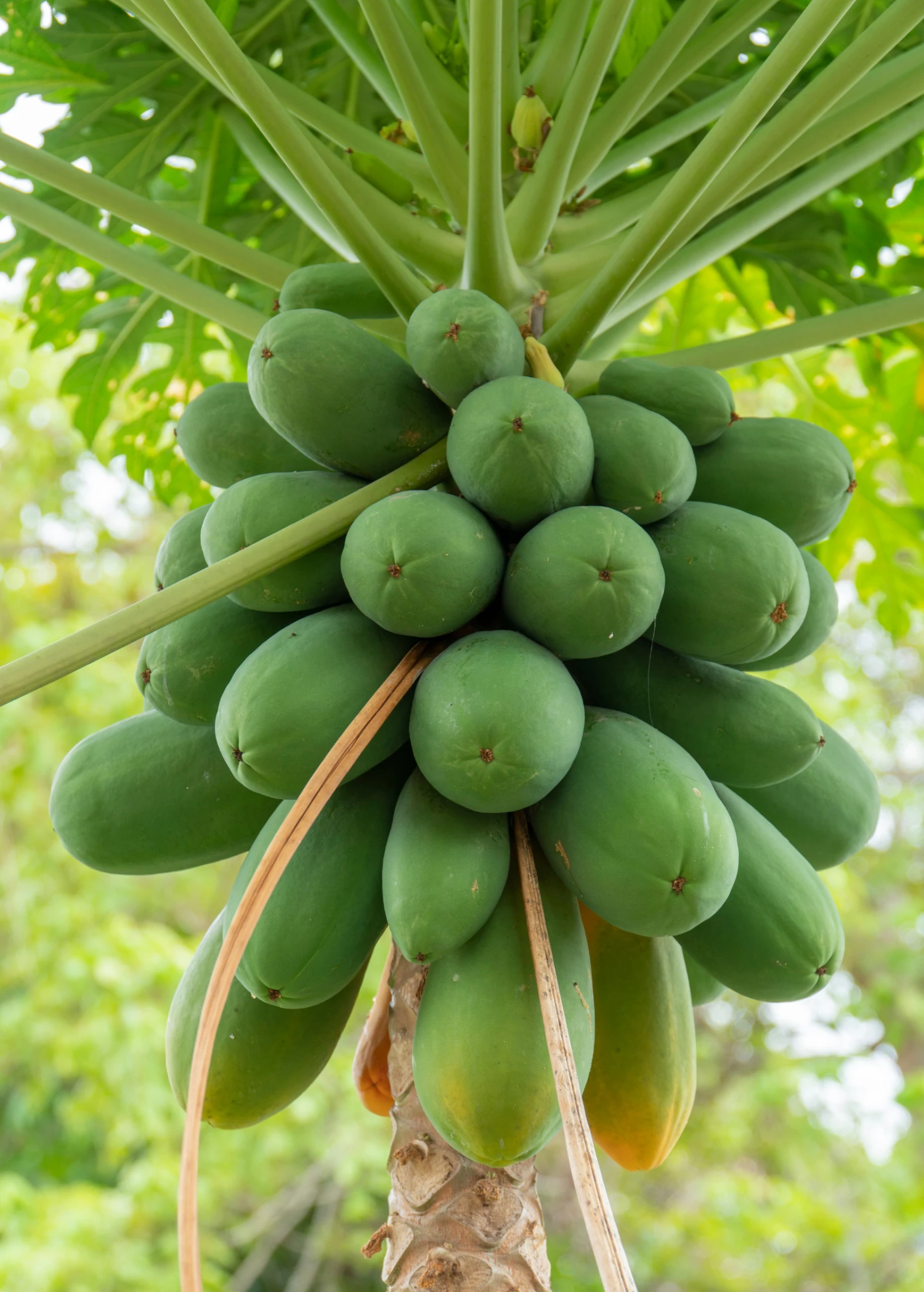 Sow Exotic Papaya, 'Dwarf Red Lady' (Carica Papaya) Tropical Fruit & Spice Trees 2 Sow Exotic Papaya, 'Dwarf Red Lady' (Carica Papaya) Tropical Fruit & Spice Trees