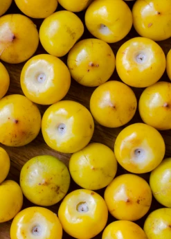 Sow Exotic Nance (Byrsonima Crassifolia) Tropical Fruit & Spice Trees