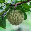 Sow Exotic Tropical Fruit & Spice Trees Sugar Apple Seedling (Annona Squamosa)