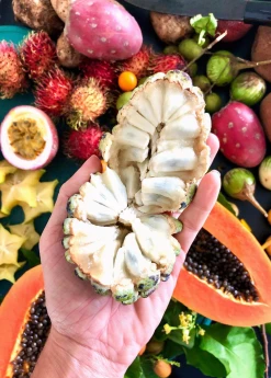 Sow Exotic Tropical Fruit & Spice Trees Sugar Apple 'Na Dai' (Annona Squamosa L)