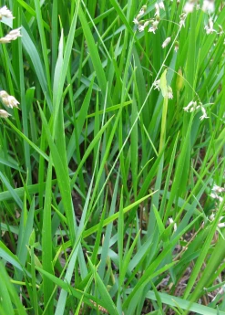 Sow Exotic Sweetgrass (Hierochloe Odorata)