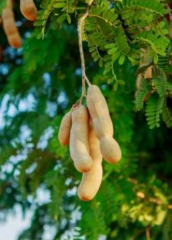 Sow Exotic Tropical Fruit & Spice Trees Tamarind 'Thai Sweet' (Tamarindus Indica) 6 Sow Exotic Tropical Fruit & Spice Trees Tamarind 'Thai Sweet' (Tamarindus Indica)