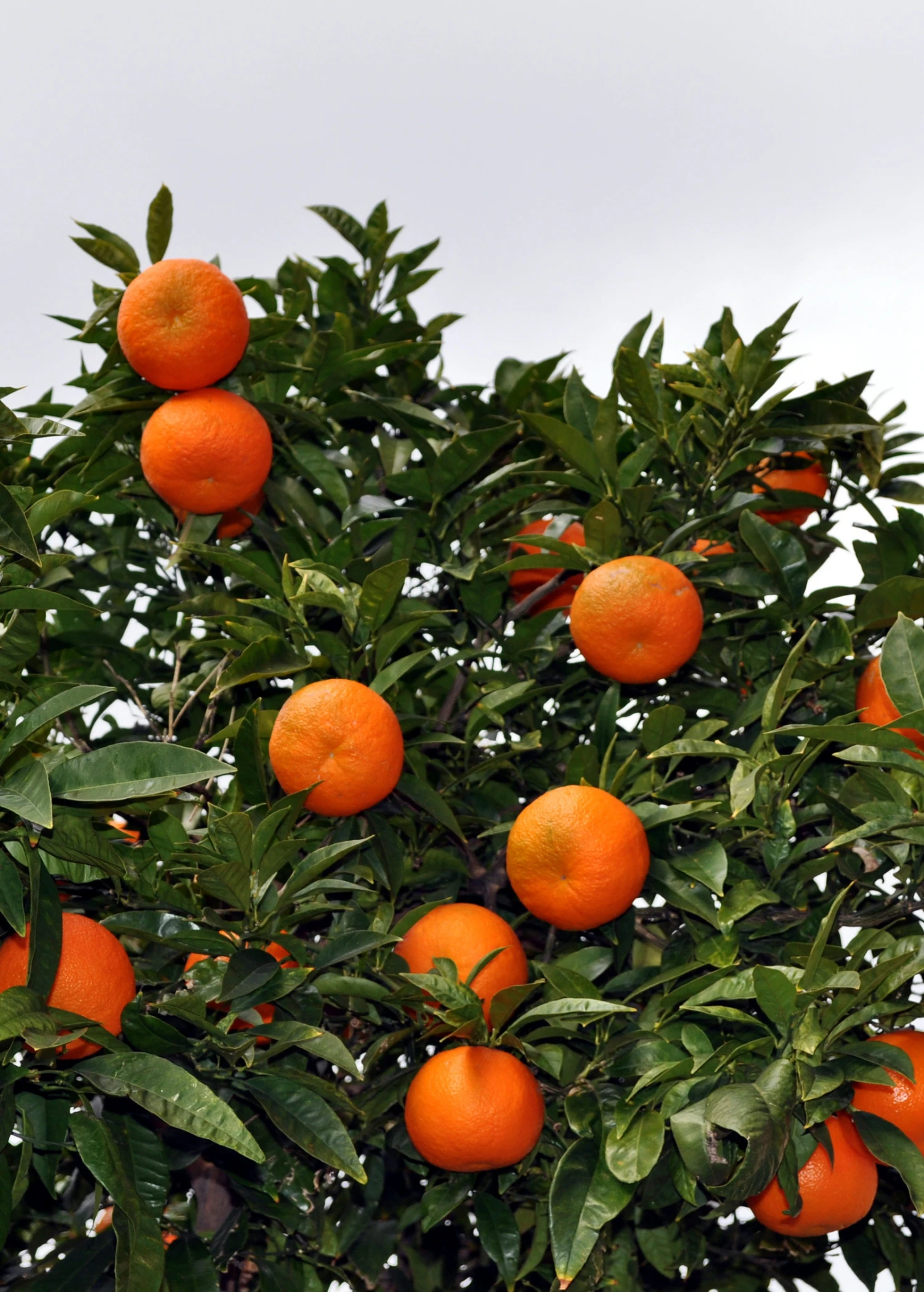 Sow Exotic Sunburst Tangerine (Citrus Reticulata) Tropical Fruit & Spice Trees 1 Sow Exotic Sunburst Tangerine (Citrus Reticulata) Tropical Fruit & Spice Trees
