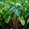 Sow Exotic Taro, Red (Colocasia Esculenta)
