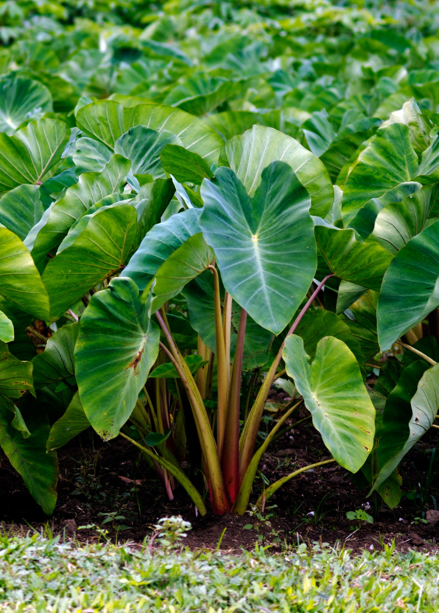 Sow Exotic Taro, Red (Colocasia Esculenta) 1 Sow Exotic Taro, Red (Colocasia Esculenta)