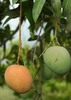 Sow Exotic Mango 'Tebow' (Mangifera Indica) Tropical Fruit & Spice Trees