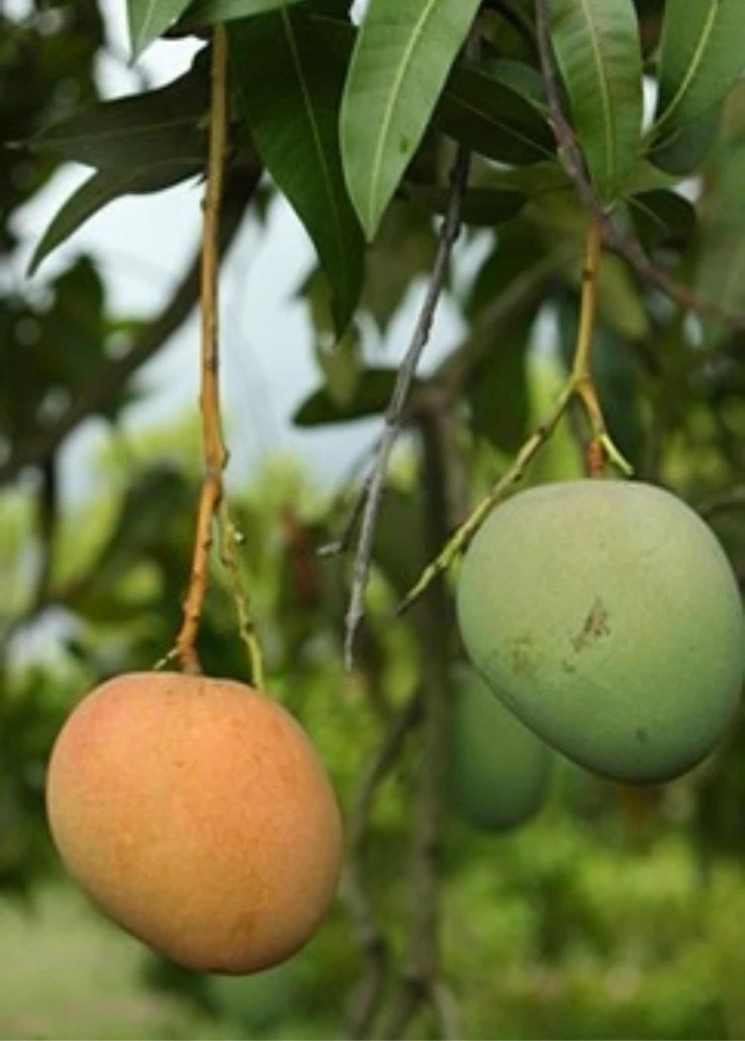 Sow Exotic Mango 'Tebow' (Mangifera Indica) Tropical Fruit & Spice Trees 1 Sow Exotic Mango 'Tebow' (Mangifera Indica) Tropical Fruit & Spice Trees