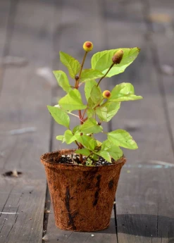 Sow Exotic Electric Daisy Toothache Plant (Spilanthes Acmella) Medicinal & Culinary Herbs