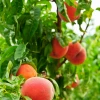 Sow Exotic Tropical Fruit & Spice Trees Peach 'UF Best' (Prunus Persica)