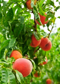 Sow Exotic Tropical Fruit & Spice Trees Peach 'UF Best' (Prunus Persica)