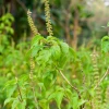 Sow Exotic Tulsi 'Vana' (Ocimum Gratissimum) Medicinal & Culinary Herbs