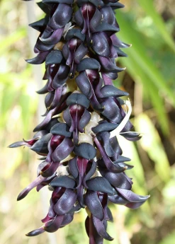 Sow Exotic Medicinal & Culinary Herbs Velvet Bean (Mucuna Pruriens)