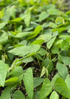 Sow Exotic Medicinal & Culinary Herbs Velvet Bean (Mucuna Pruriens)