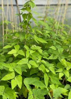 Sow Exotic Medicinal & Culinary Herbs Velvet Bean (Mucuna Pruriens)