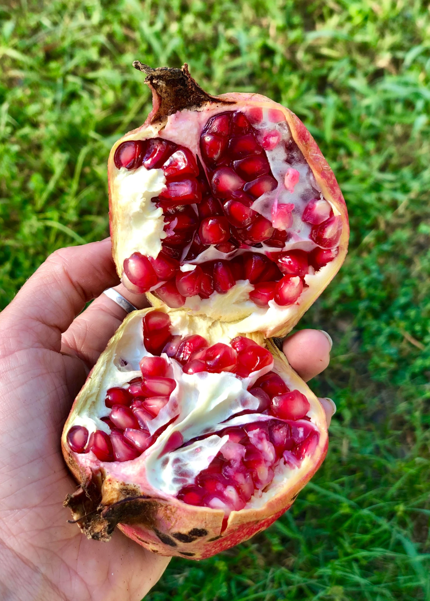 Sow Exotic Pomegranate 'Vietnamese Pink' (Punica Granatum) Tropical Fruit & Spice Trees 1 Sow Exotic Pomegranate 'Vietnamese Pink' (Punica Granatum) Tropical Fruit & Spice Trees