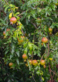 Sow Exotic Pomegranate 'Vietnamese Pink' (Punica Granatum) Tropical Fruit & Spice Trees