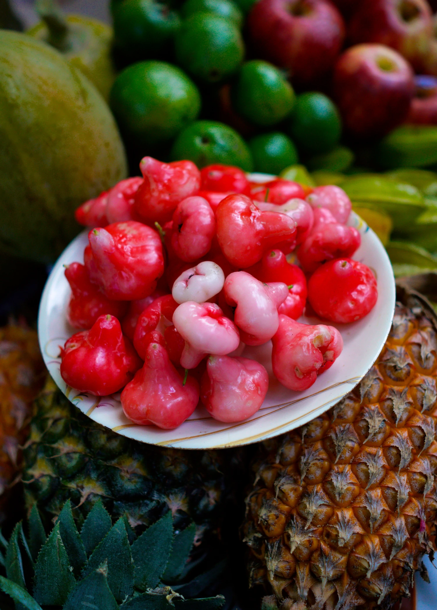 Sow Exotic Wax Jambu (Syzygium Samarangense) Tropical Fruit & Spice Trees 1 Sow Exotic Wax Jambu (Syzygium Samarangense) Tropical Fruit & Spice Trees