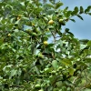 Sow Exotic Guava, Wild Florida (Psidium Guajava)