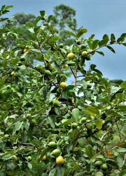 Sow Exotic Guava, Wild Florida (Psidium Guajava)