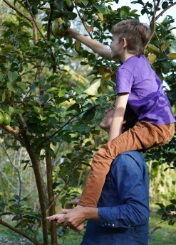 Sow Exotic Guava, Wild Florida (Psidium Guajava) 7 Sow Exotic Guava, Wild Florida (Psidium Guajava)