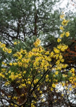 Sow Exotic Medicinal & Culinary Herbs Witch-hazel (Hamamelis Virginiana)