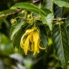 Sow Exotic Ylang Ylang (Cananga Odorata)