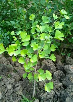 Sow Exotic Ginkgo Biloba
