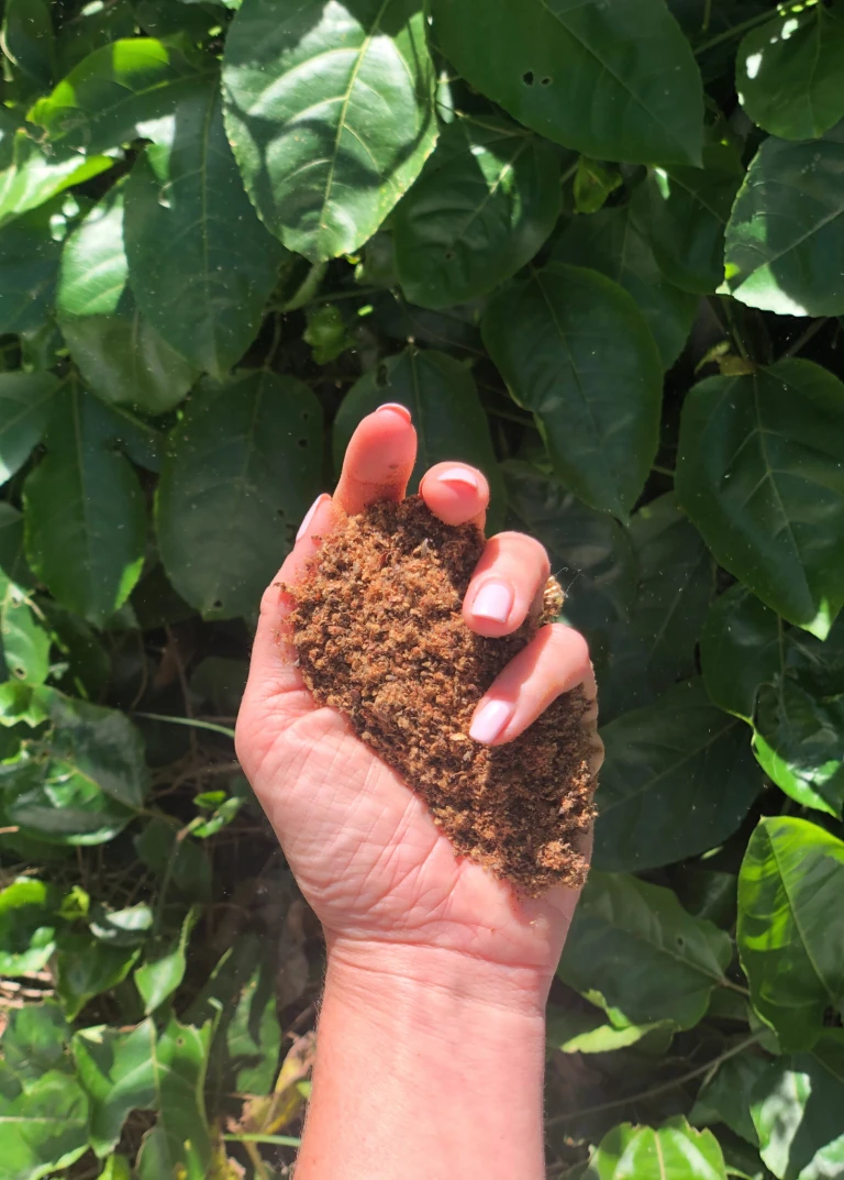 Deals Sow Exotic Store -Deals Sow Exotic Store SoilAmendmentFertilizer Sow Exotic Plant Nursery 1 768x1073 1